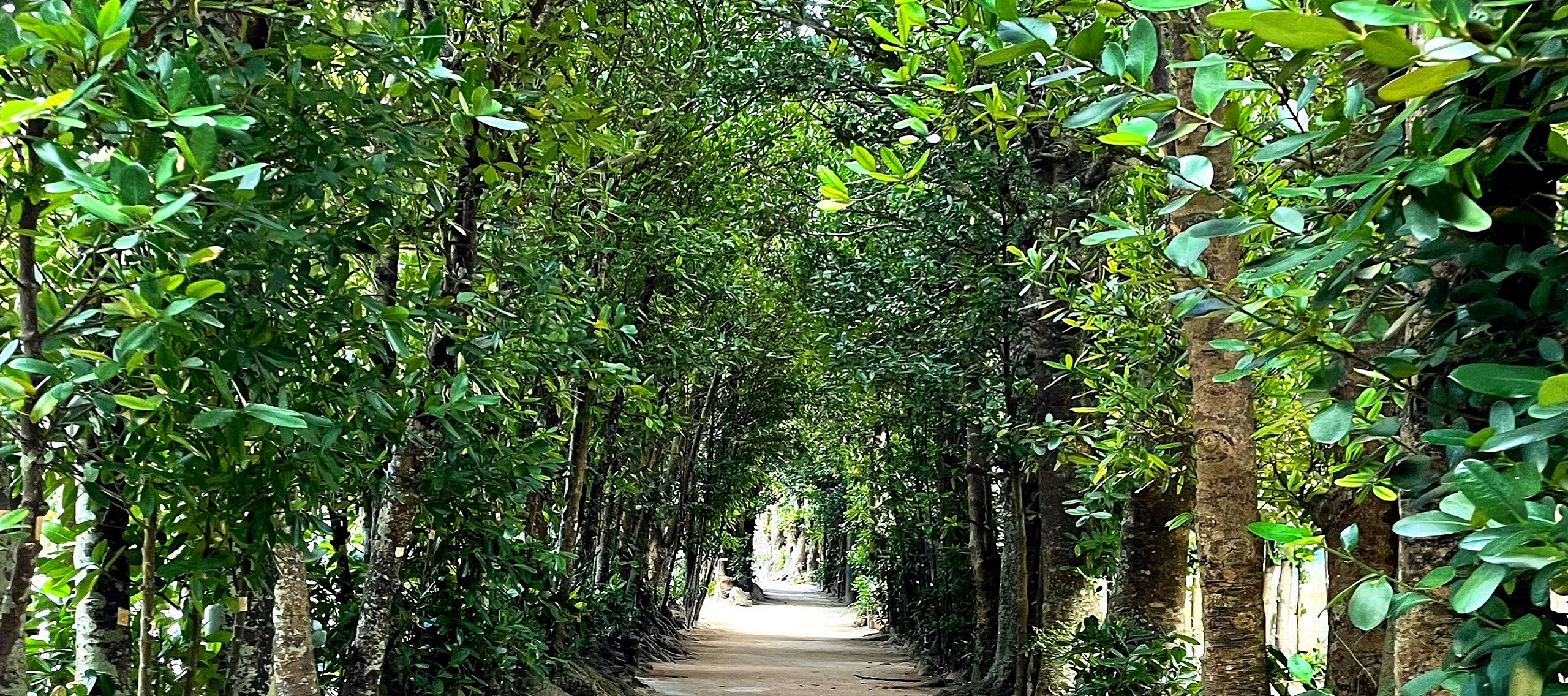ataru coffee resort